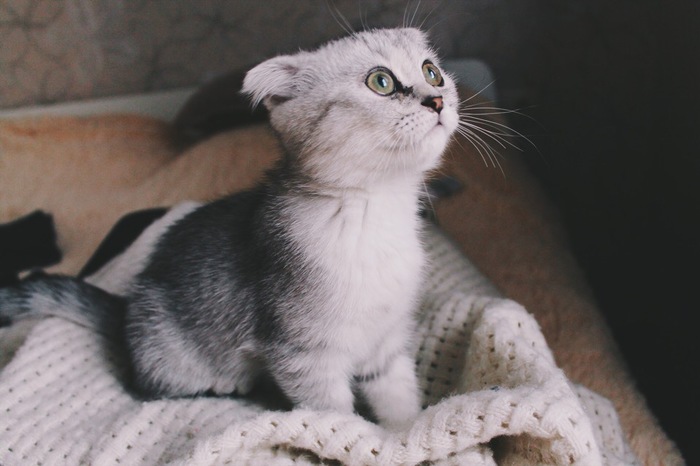 Curious - My, cat, The photo