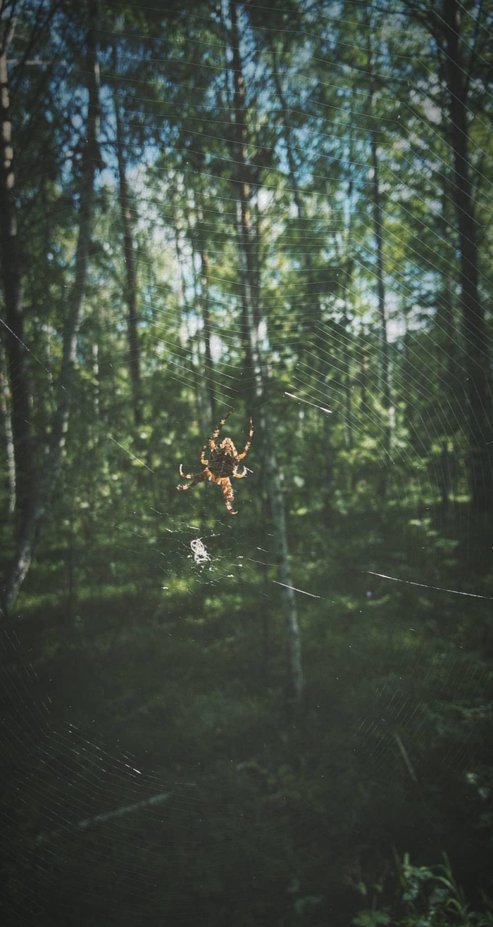 Today I went for mushrooms and I managed to capture such a frame on a smartphone - Forest, My, The photo, Spider, Nature