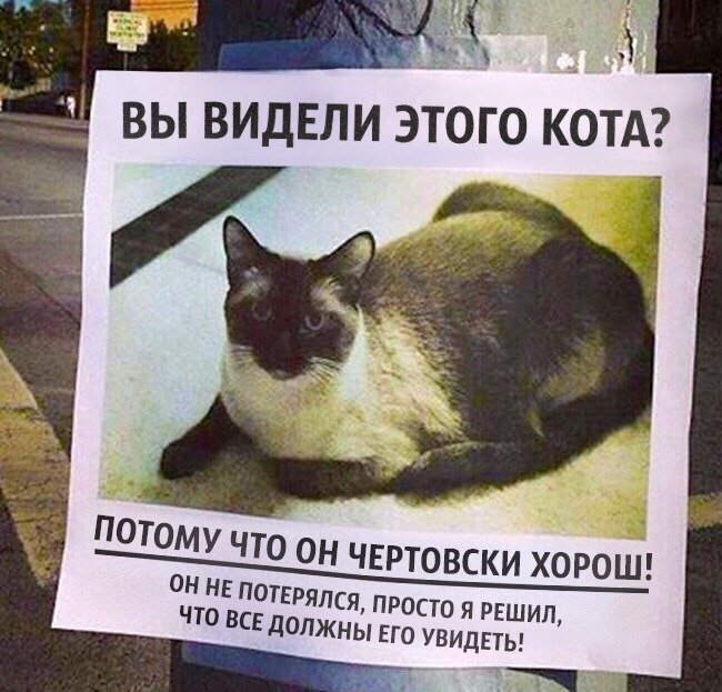 Всех с днем котов)) - Котики рулят, Юмор, Картинки, Длиннопост, Кот