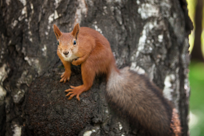 Squirrel and nut - the story of one loss - My, Squirrel, Longpost, 