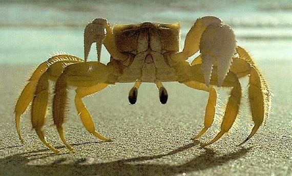 Something is wrong with the crab ... - Crab, Mutant, Driver, Carelessness