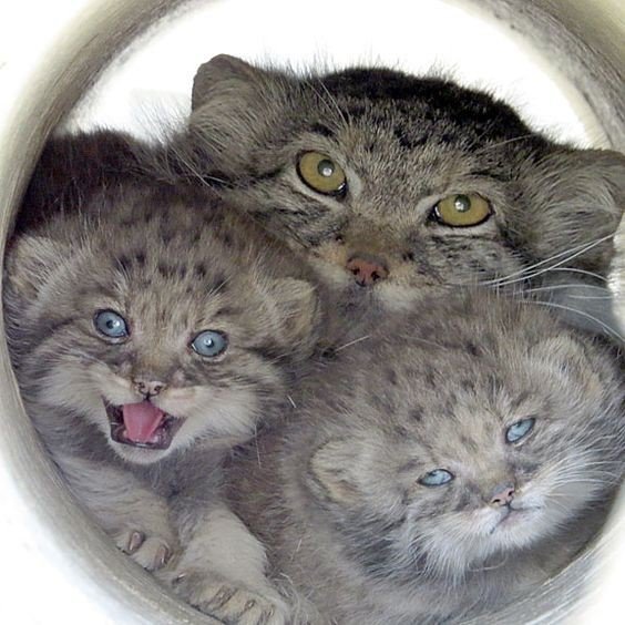 Man, I came to show you my children. - cat, Pallas' cat, The photo