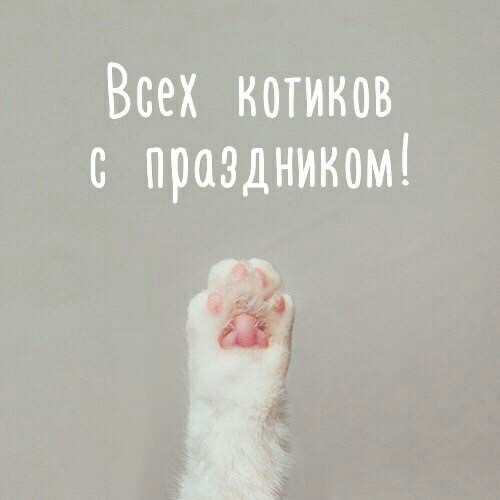 CongratulationsMeow!) - cat, Catomafia, Cat Day, Congratulation