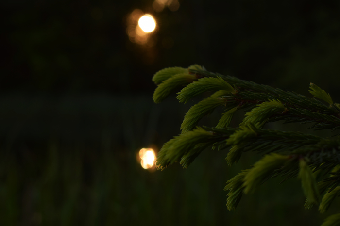 Swamp and Sunset - My, Beginning photographer, Forest, Swamp, Sunset, Grass, Longpost