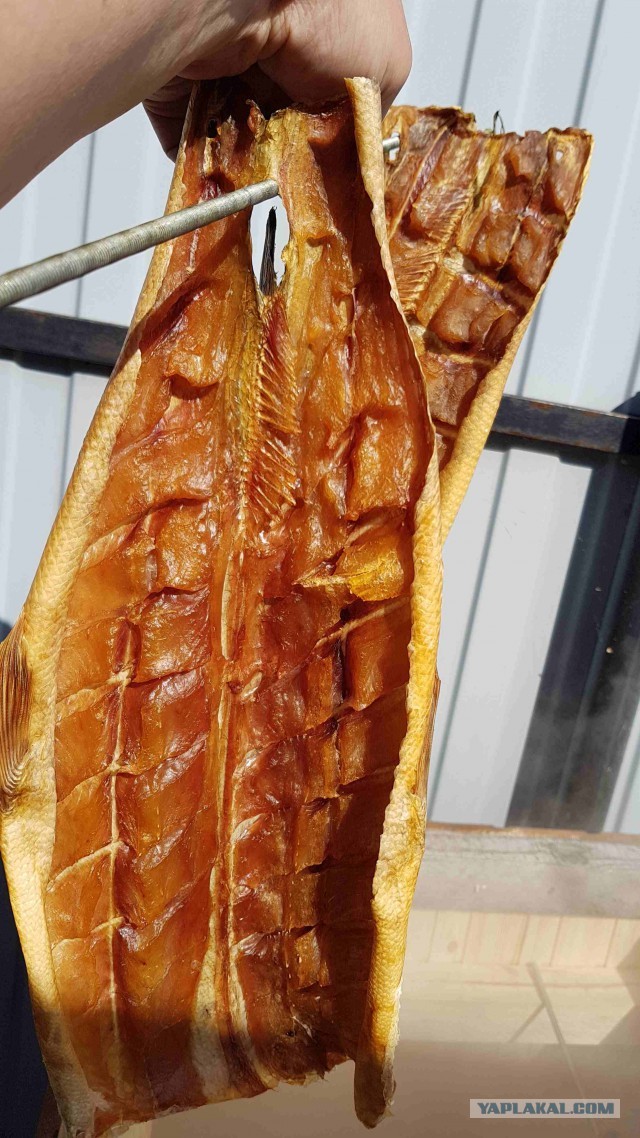 Salted smoked fish - Food, Recipe, Cooking, A fish, Smoking, Bloater, Longpost