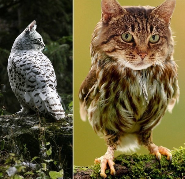 Original jokes: crossed owls and cats! - Humor, cat, Owl, Animals, Hybrid, Photoshop, Pacon