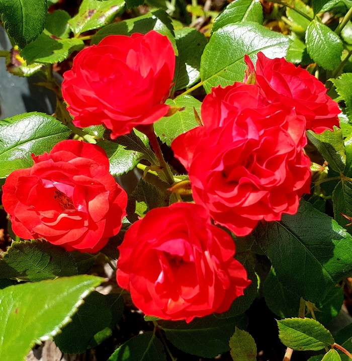 Scarlet flower))) - My, the Rose, Mobile photography, The photo, Flowers, Moscow, Nature