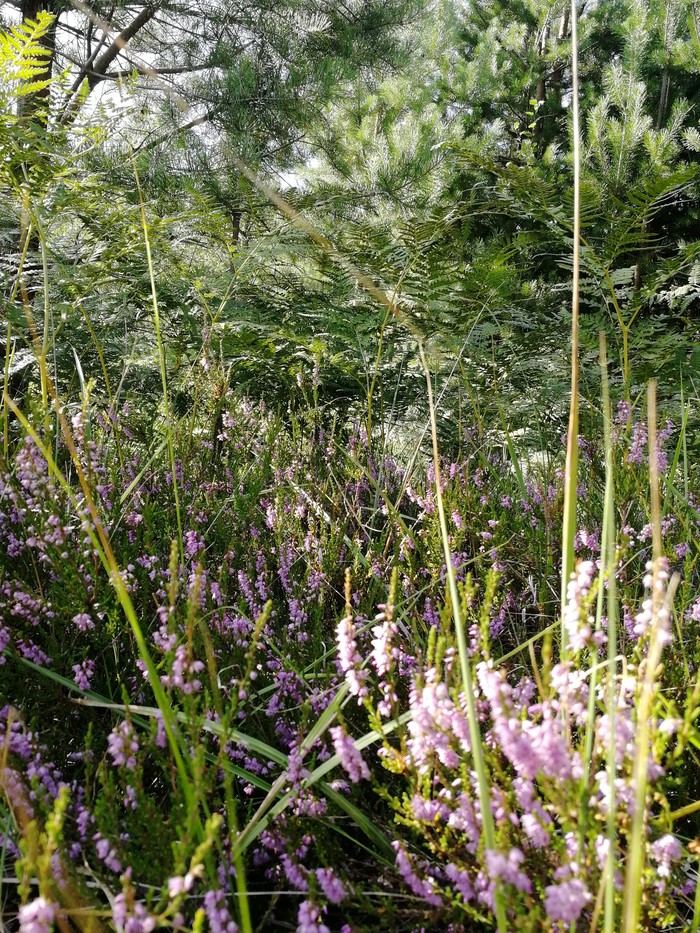 Summer forest - Nature, Forest, Summer, Walk, beauty