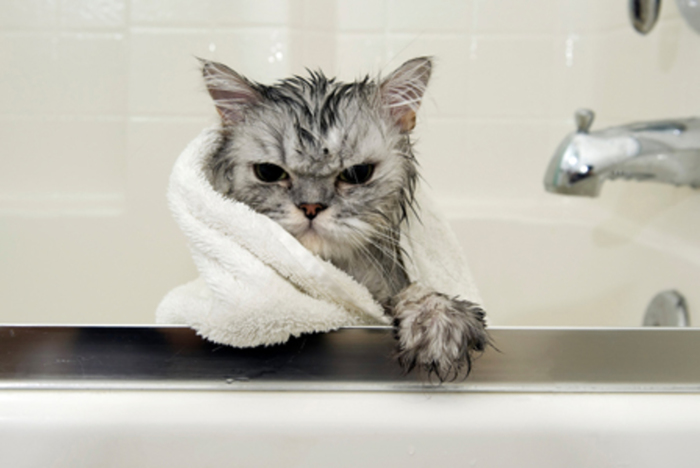 How often should you wash your cat? what to wash? - , cat, the washing up, Bathing, Bathing