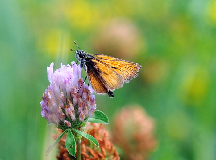For nectar. - My, Butterfly, fathead, Insects, Macro photography, Longpost, Clover