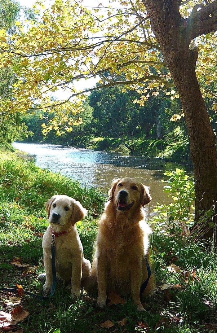 Waiting for permission to swim - Dog, Nature, Puppies, Summer, , Milota