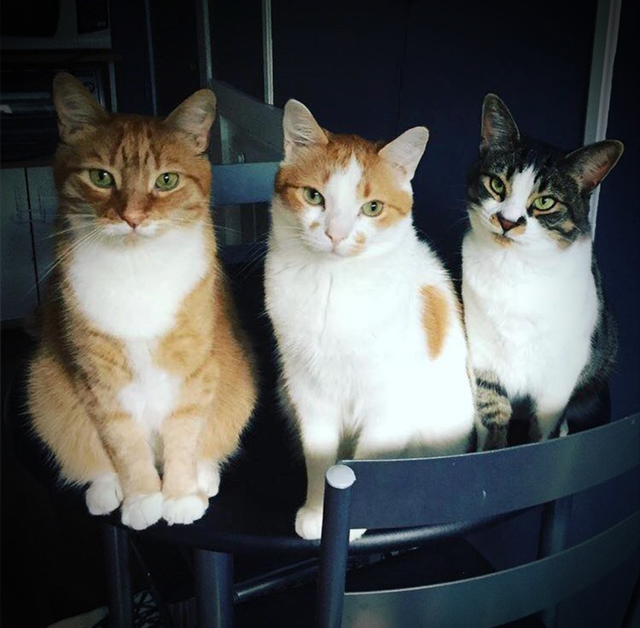 Every morning when I go to the kitchen, I am greeted by this crowd. - cat, Catomafia, Animals, Pets, Milota, Reddit