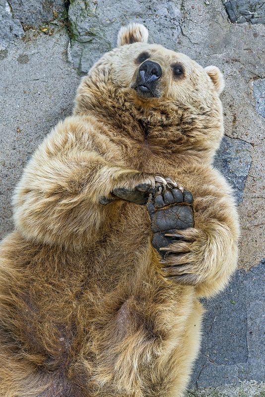 I'm not fat, I have a fluffy bone. - The photo, The Bears, Thick, Fluffy