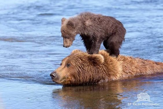 ����� ���� �������, ����� ���� ������.