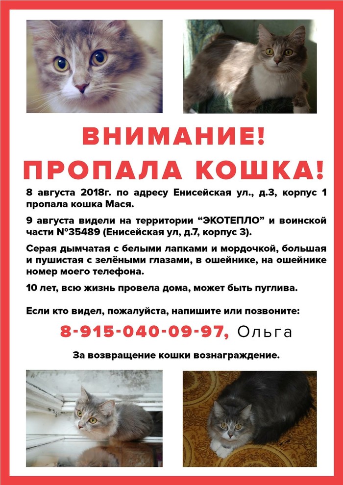 Lost cat MSK m. Sviblovo - Lost cat, Moscow, Sviblovo, Babushkinskaya, cat, Help me find