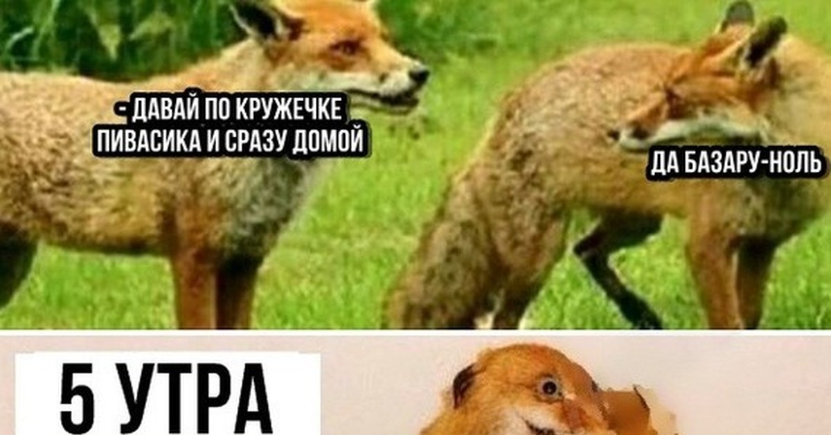 Сразу домой