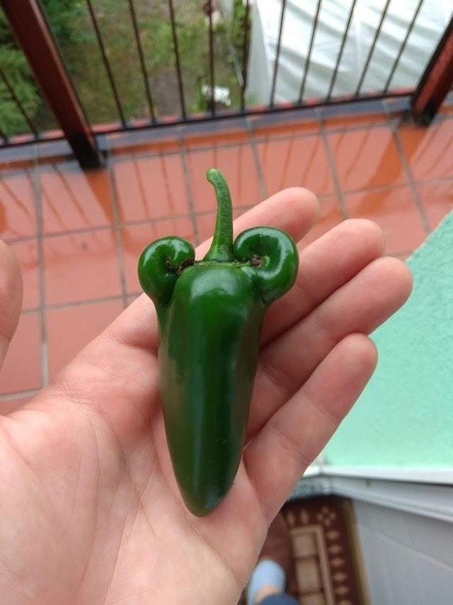 Strongest jalapeno pepper I've grown - The photo, Food, Pepper, Jock, Muscle, Reddit, Jalapeno