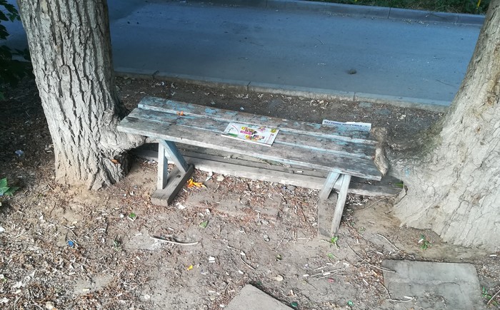 What came first: a tree or a bench? - My, Tree, Bench, Fun