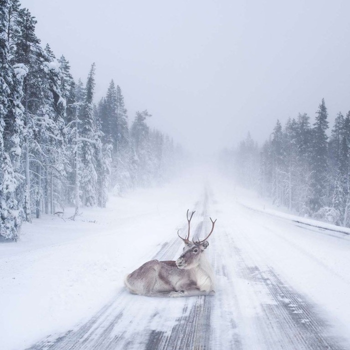 I'm fine here! - Deer, Road, Lay down, Convenience, Animals, wild, Nature, Deer