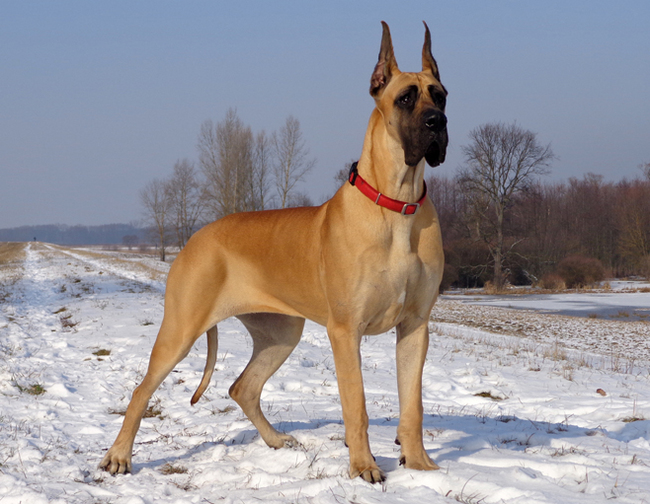 O Porodah Sobak Nemeckij Dog Pikabu