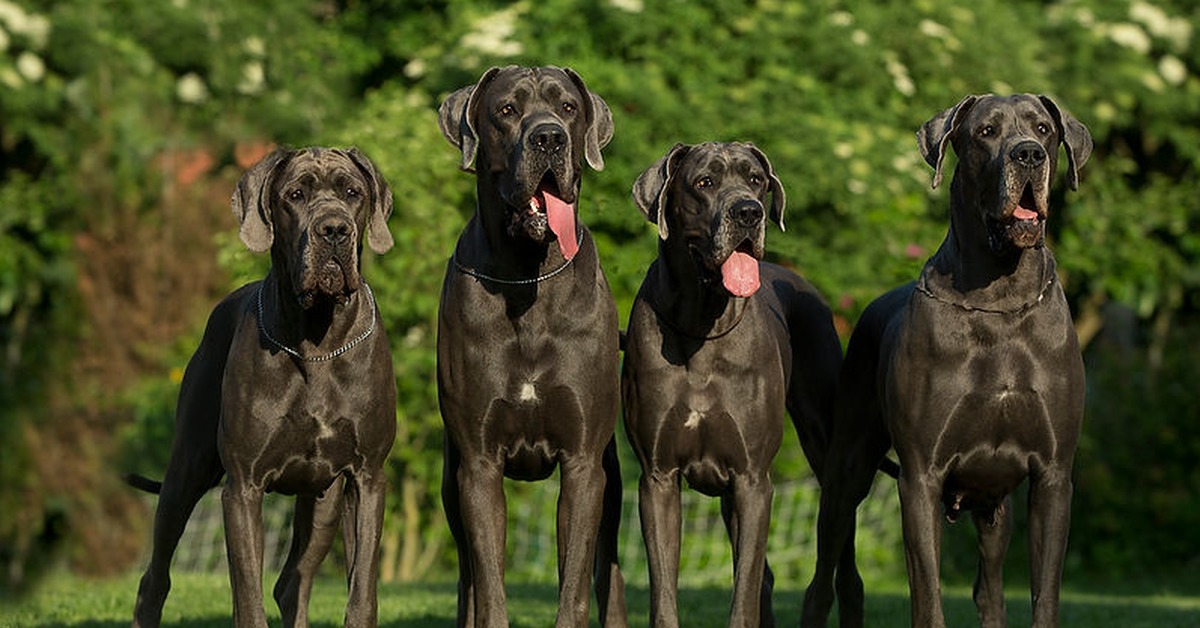 3 породы крупной собаки. Порода собак Королевский дог. Черный Королевский дог. Порода собак датский дог. Датский дог и мастиф.