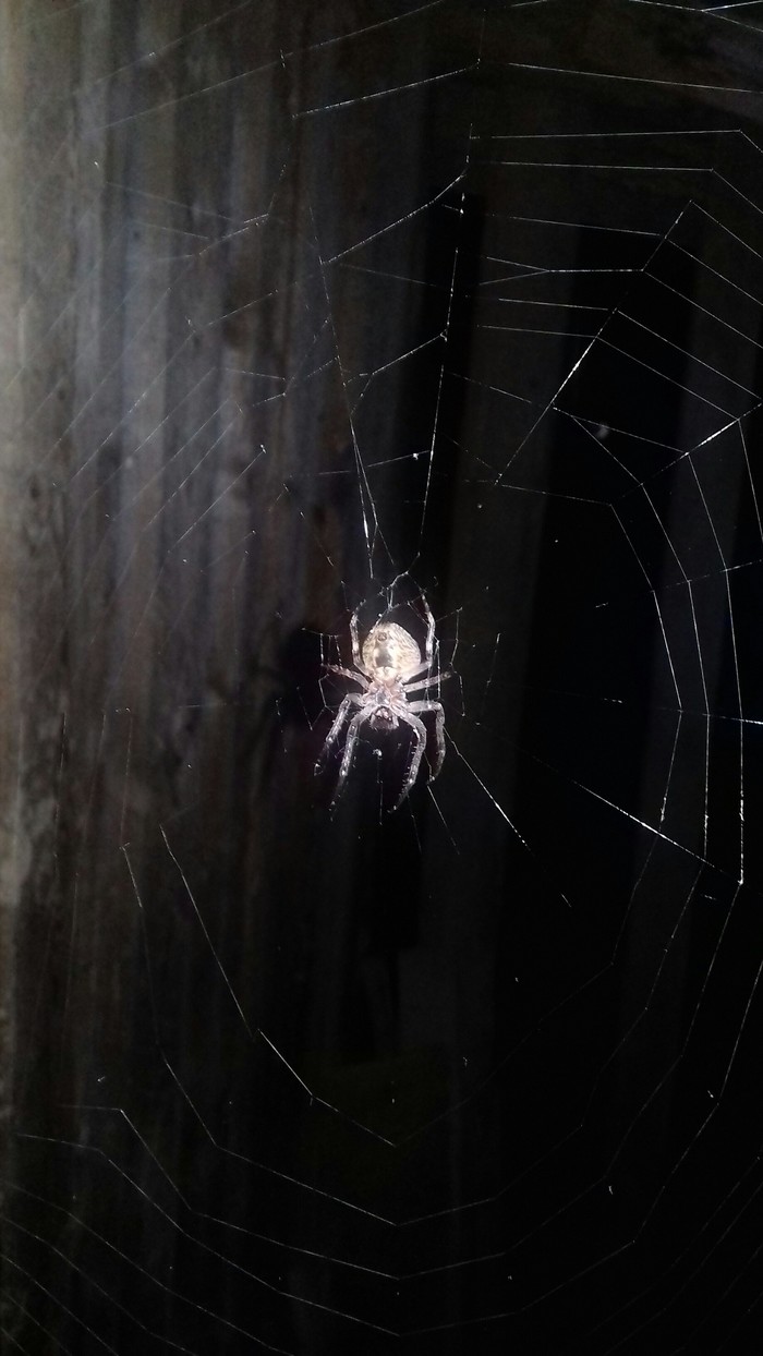 What's this ? - My, Spider, Suddenly, Help me find, Longpost