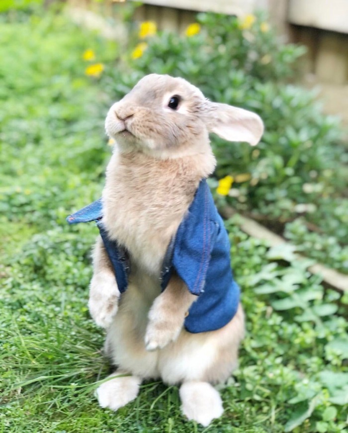 Real Peter Rabbit - Rabbit, Peter Rabbit, The photo, Shirt, Pets, Milota