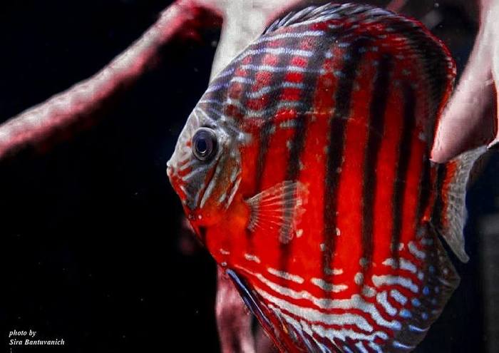 Фото дискуса от Sira Bantuvanich