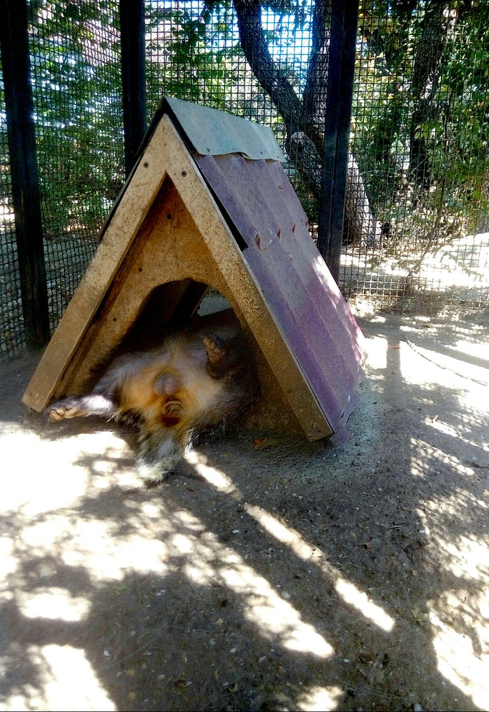 This badger is definitely not happy with guests. - My, Badger, Heat, Laziness