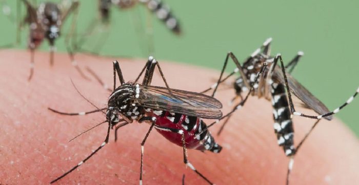 Обзор средств от комаров Москиты, репелленты, инсектициды, фумигатор, Лонгпост