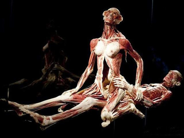 Corpse Plastination - NSFW, Plastination, Gouraud, GГјnther von Haggens, Longpost