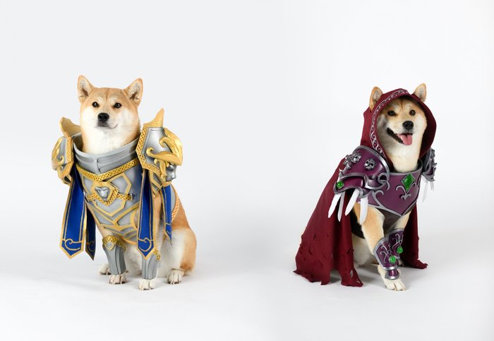 Vox the Dog - Cosplay, World of warcraft, Anduin Rinn, Sylvanas Windrunner, Shiba Inu, Dog