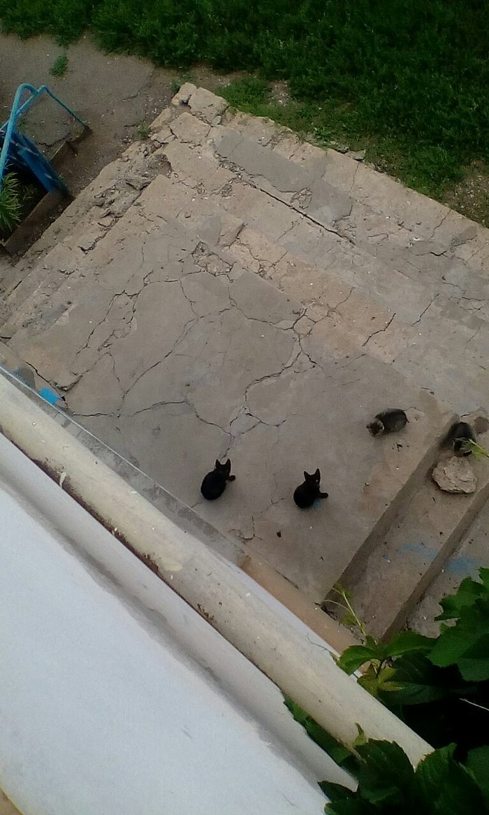 Black holes in the porch - My, , Menagerie, cat