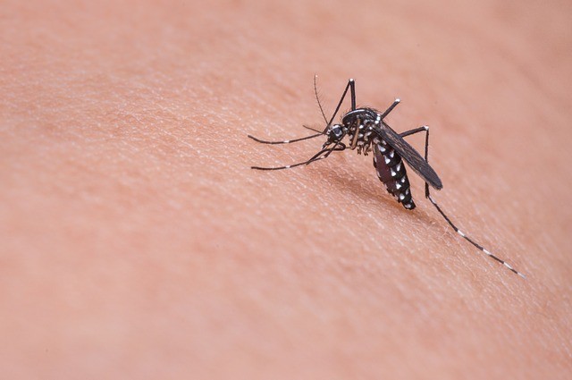 Why do mosquitoes bite some people more than others? - Mosquitoes, Bite, Interesting, From the network, Longpost, Text