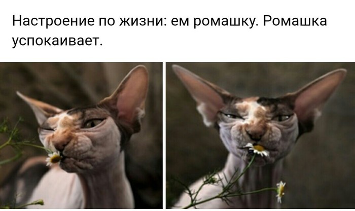 Котик хочет спокойствия .-. - Животные, Кот, Цветы, ВКонтакте, Спокойствие