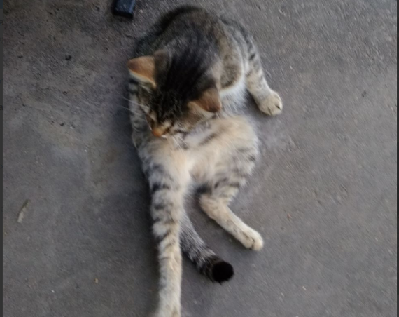 Stray cat. - My, No rating, In good hands, cat, City of Queens, Longpost, Catomafia