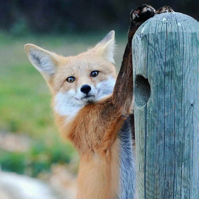 Furry fuzzies! - Fox, Ears, Redheads, Nature, Animals, Milota