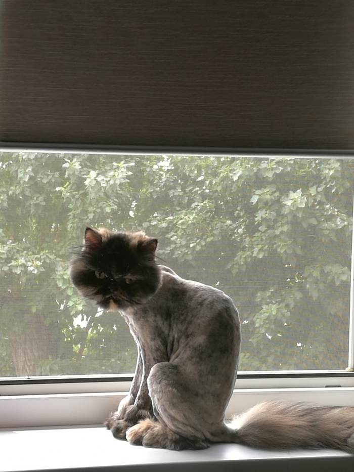 I think the cat is not very happy with the new haircut - My, Persian, Grooming, Sadness, Sadness, cat