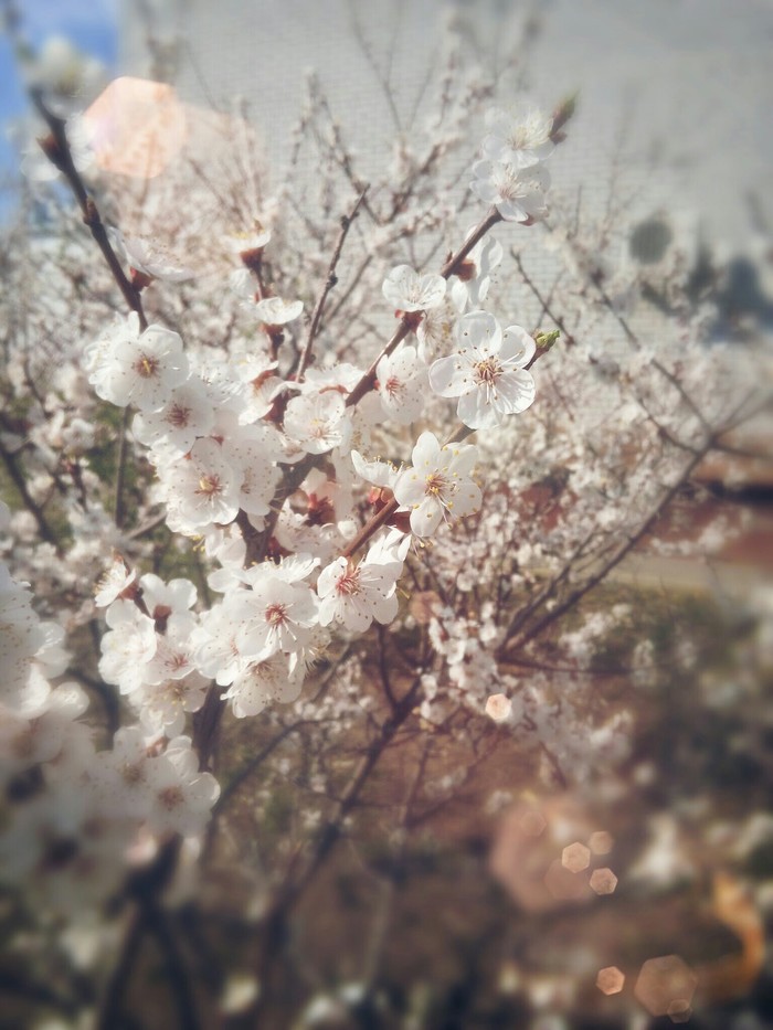 Cherry blossoms - My, Poems, Blagoveshchensk, Cherry, Flowers