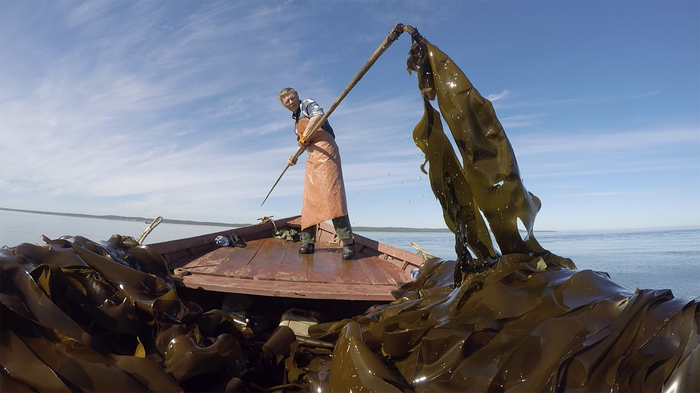 Production of kelp in Solovki - My, Solovki, Laminaria, Seaweed, Russia, Interesting, Informative, Biosphere