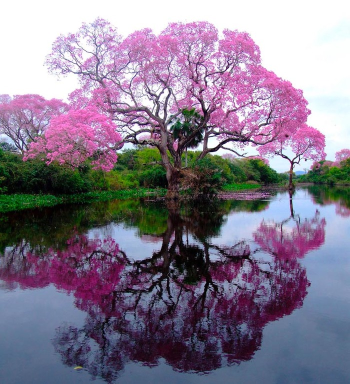 Ant tree - Tree, Water, Nature, Pink