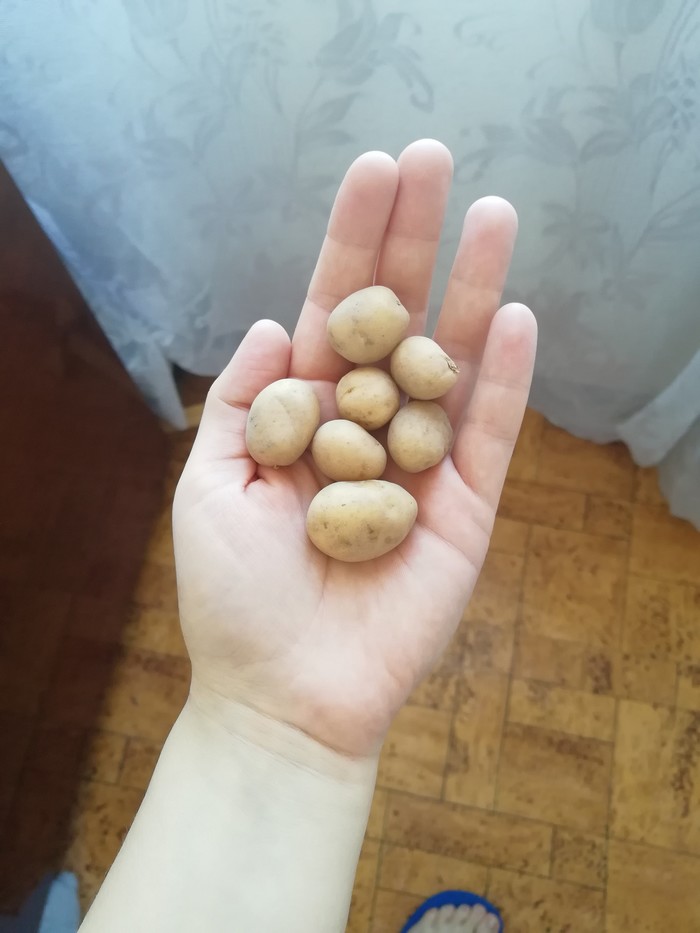 Potato. - My, Potato, Food, Dacha, Garden, Longpost