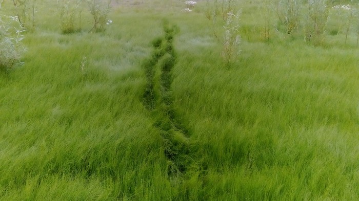 Вышел прогуляться Природа, Мой край, НАО, Трава, Фотография, Длиннопост