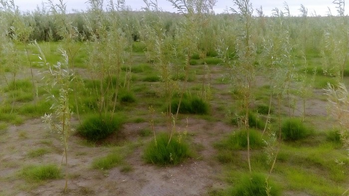 Вышел прогуляться Природа, Мой край, НАО, Трава, Фотография, Длиннопост