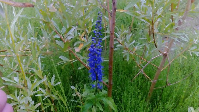 Вышел прогуляться Природа, Мой край, НАО, Трава, Фотография, Длиннопост