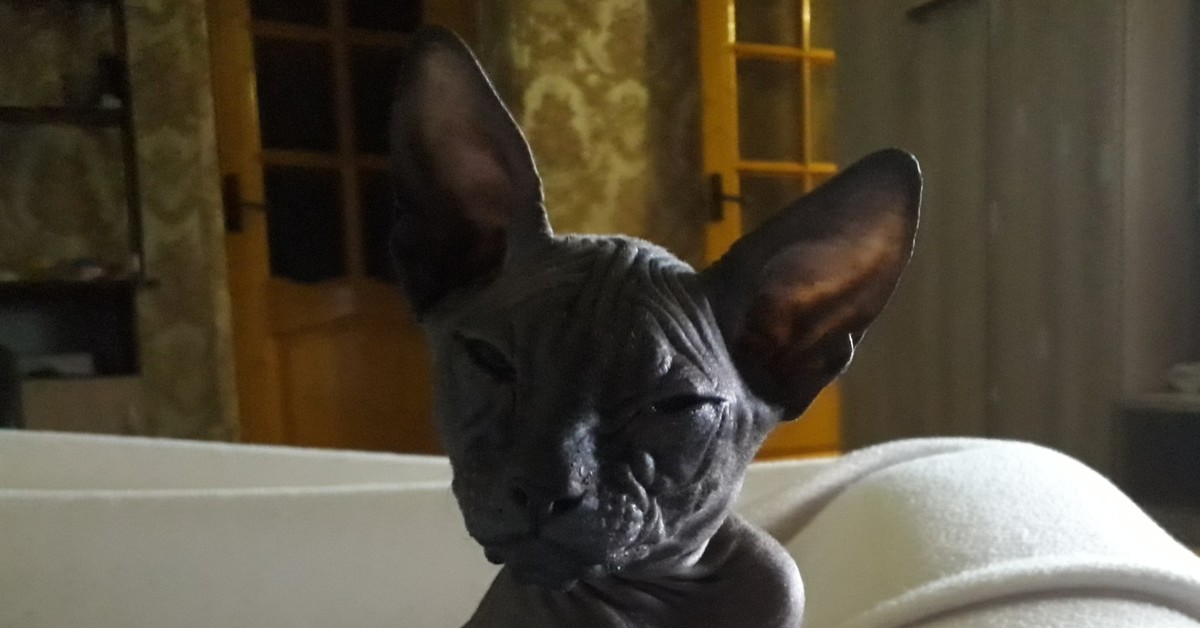 Сфинкс говорит. Не аллергенные коты. Донской сфинкс черный. Сфинксы аллергенные или нет. Сфинкс 2020.