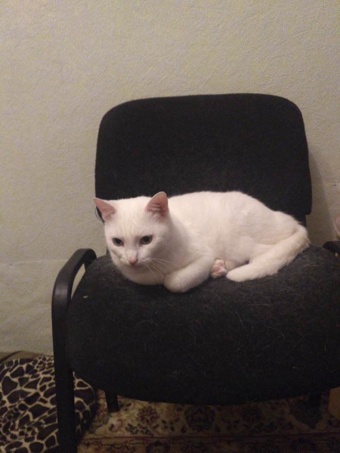 White cat, black chair. - My, cat, 