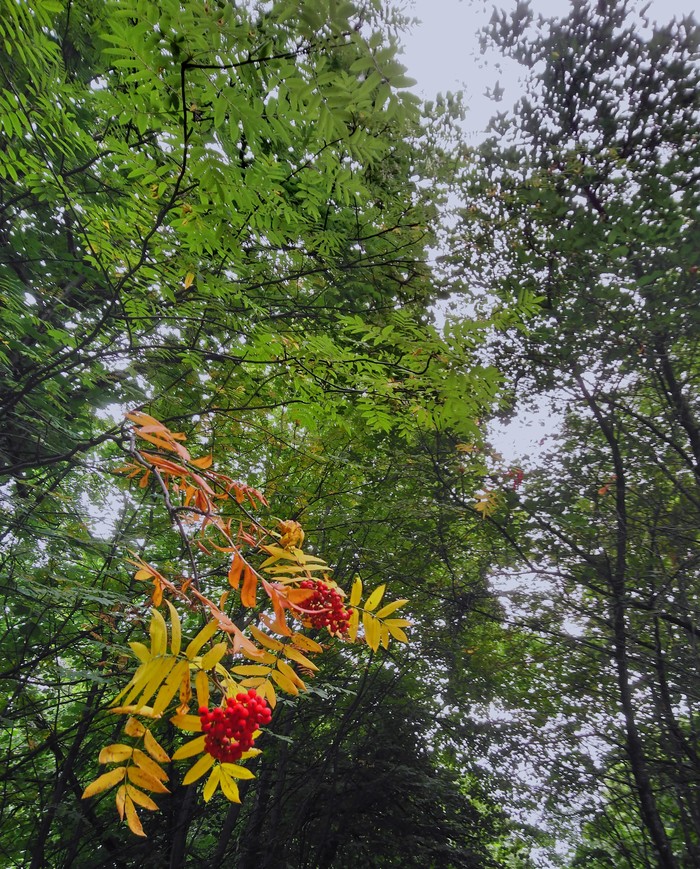 Прикосновение осени