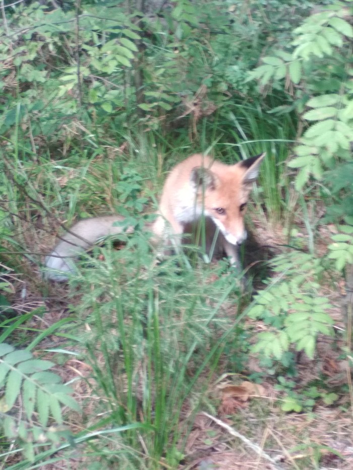 Fox in the forest - My, Forest, Longpost, Fox