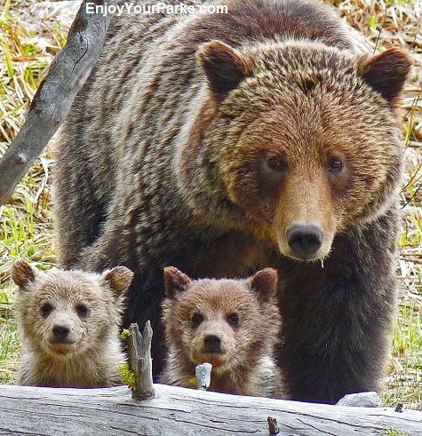 ������������ ��������, ���� �� ��������?